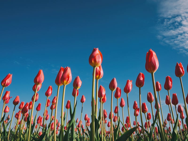 Springtime blossoms and nature's renewal