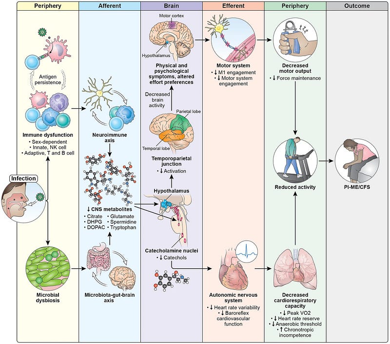 Proposed model of ME/CFS pathomechanisms