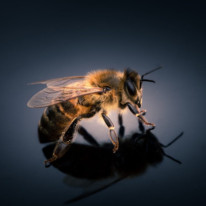 Honey bees in a hive, representing their vital role in agriculture.