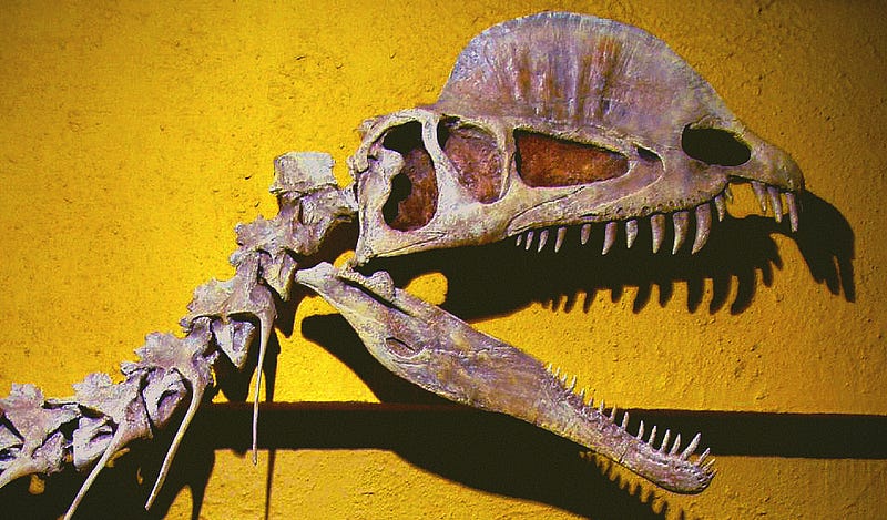 Dilophosaurus skull reconstruction