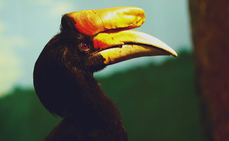 Rhinoceros hornbill showcasing a prominent crest