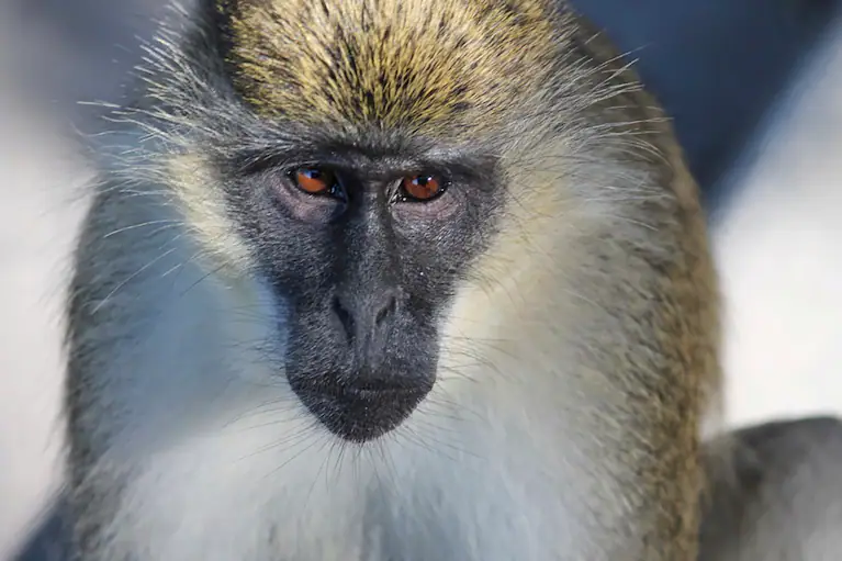 Monkeys in the mangroves near Florida airport