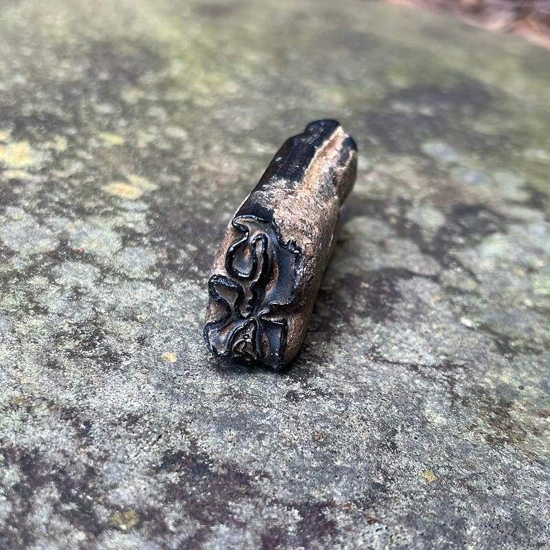 Pleistocene fossil horse tooth