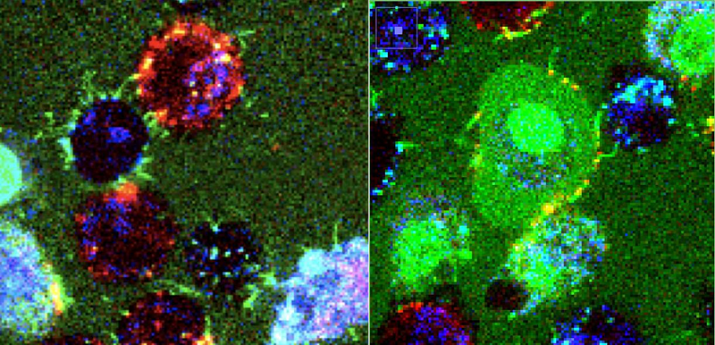 Nanopipes in action, showcasing cellular attachment