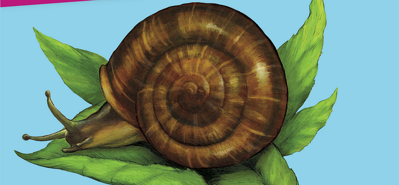 Illustration of the festive Ba humbugi snail