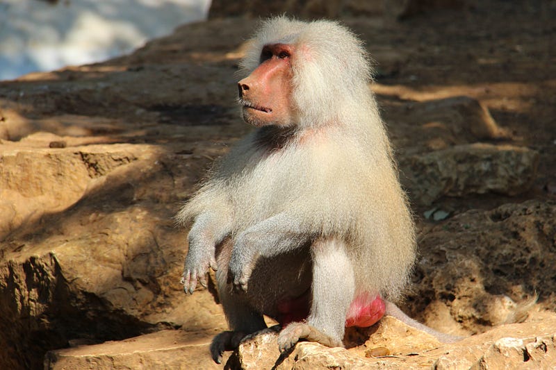 Model of the Hamadryas baboon