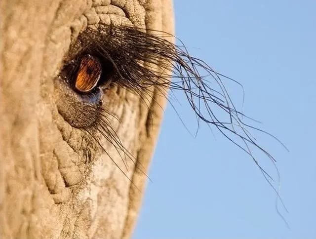 Close-up of elephant eyelashes showcasing nature's details.