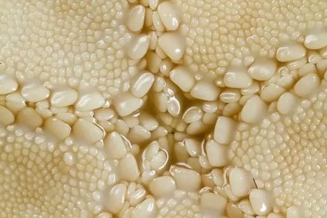 Intricate details of a starfish's mouth.