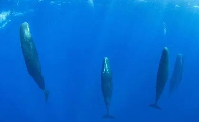 Sperm whale demonstrating unique resting behavior.