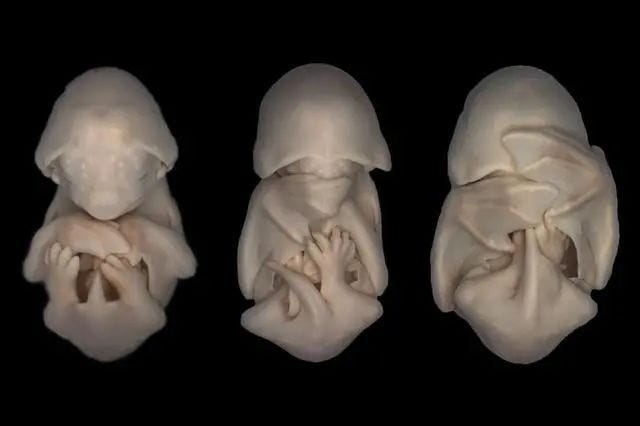 Bat fetus in womb showcasing prenatal development.