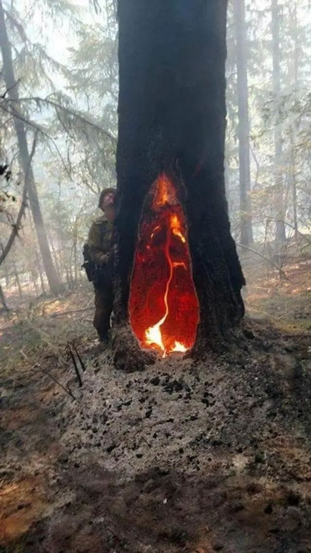 Charred tree from lightning strike showing nature's fury.