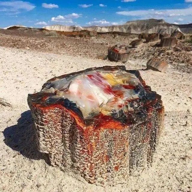 Ancient petrified tree trunk revealing geological history.