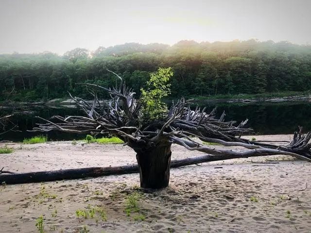 Tree with unique growth patterns defying norms.