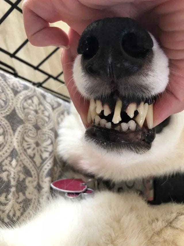 Dog dental anomaly showcasing nature's resilience.