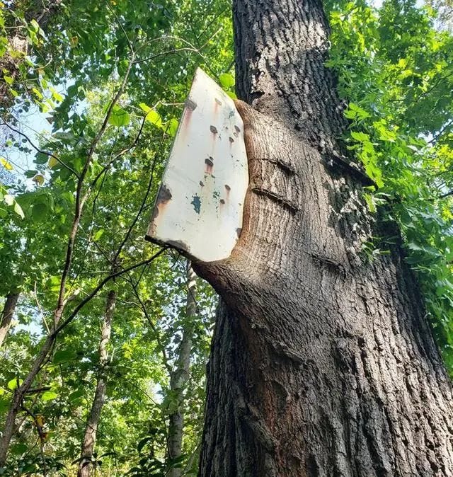 Tree enveloping a street sign, showing nature's power.