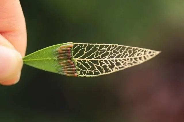 Close-up of sawfly larvae feeding on foliage.