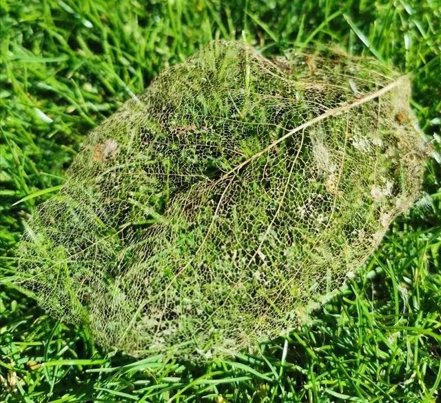 Leaf veins remaining after insect feeding.