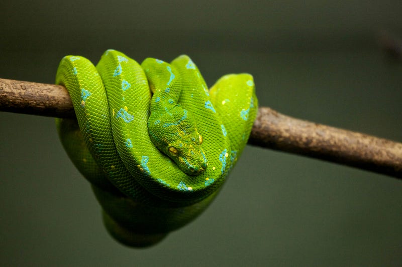 Close-up of a snake highlighting its venom glands.