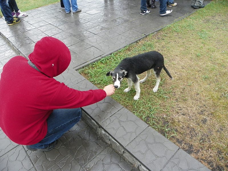 Chernobyl dogs being cared for by volunteers