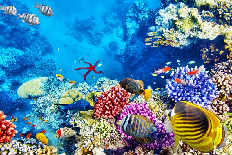 Coral reef ecosystem with diverse marine life