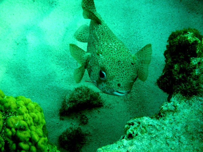 Pufferfish delicacy presentation