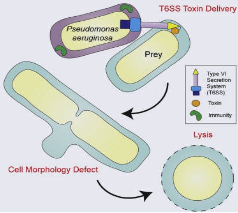 Illustration of bacterial warfare mechanisms