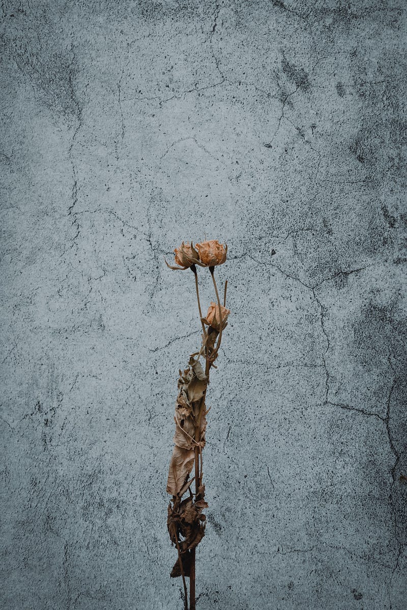 A withered flower symbolizing resilience