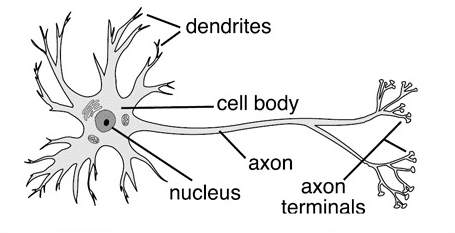 Diagram of neuron information processing