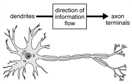 Visual representation of nerve impulse flow