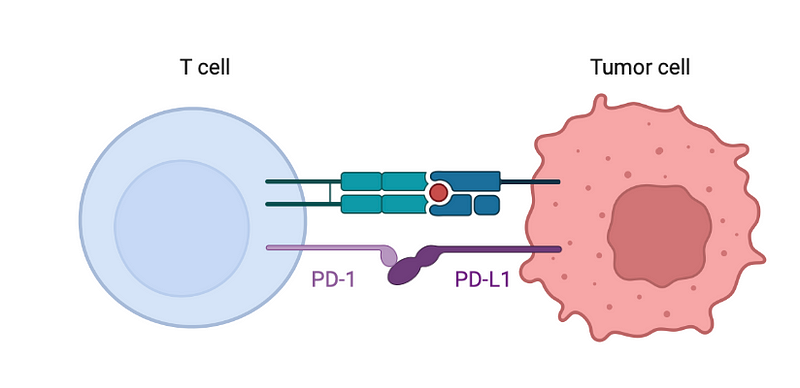 Illustration depicting the intricate relationship between cancer and immune cells.