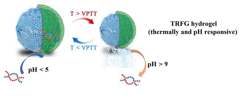 Temperature and pH-sensitive hydrogel for DNA storage