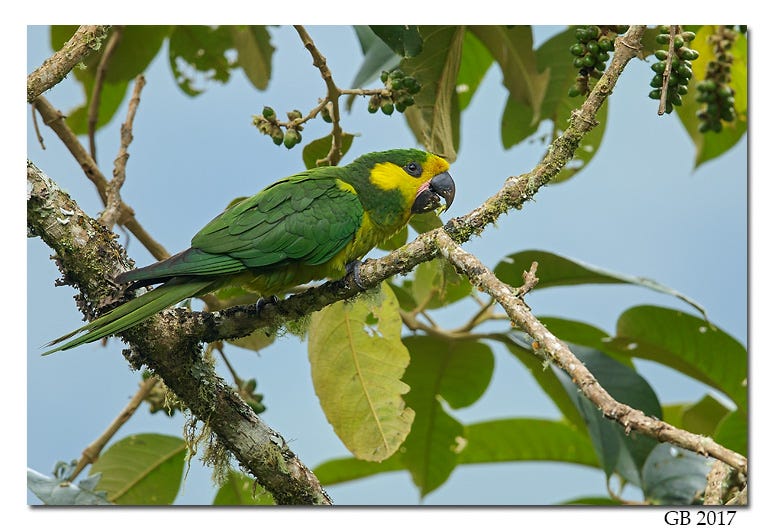 Yellow-eared parrot in natural habitat