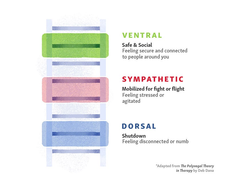 Diagram illustrating the Polyvagal Theory