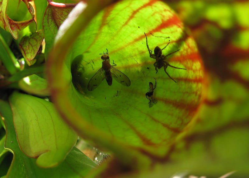 Carnivorous plant in a natural setting