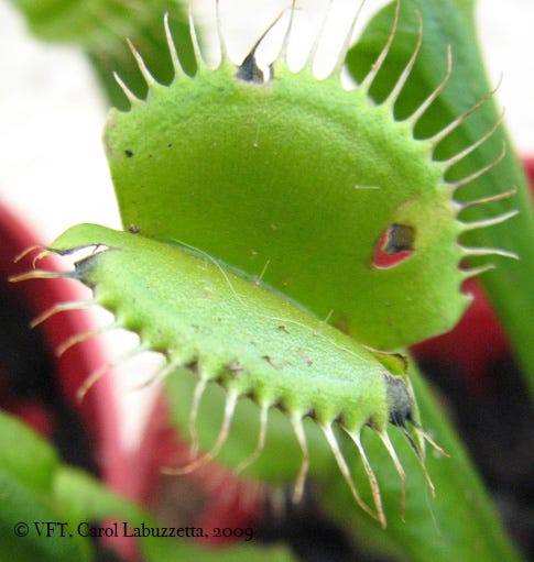 Close-up of Venus Flytrap leaves