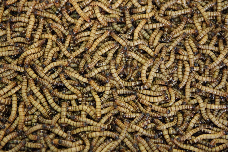 Mealworms on a pizza, showcasing an alternative topping