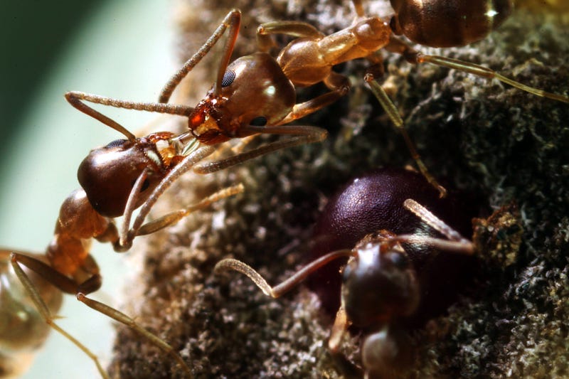 Research on ants and caffeine effects