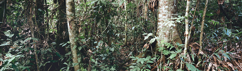 The lush Amazon rainforest, a haven of biodiversity.