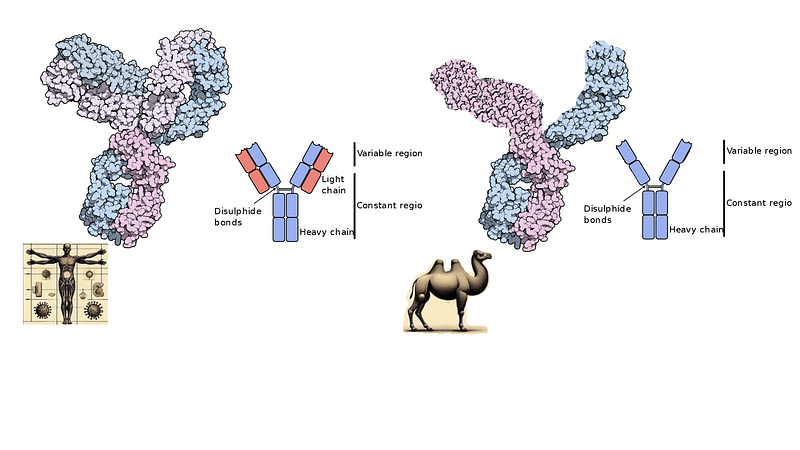 A representation of the science behind immunology