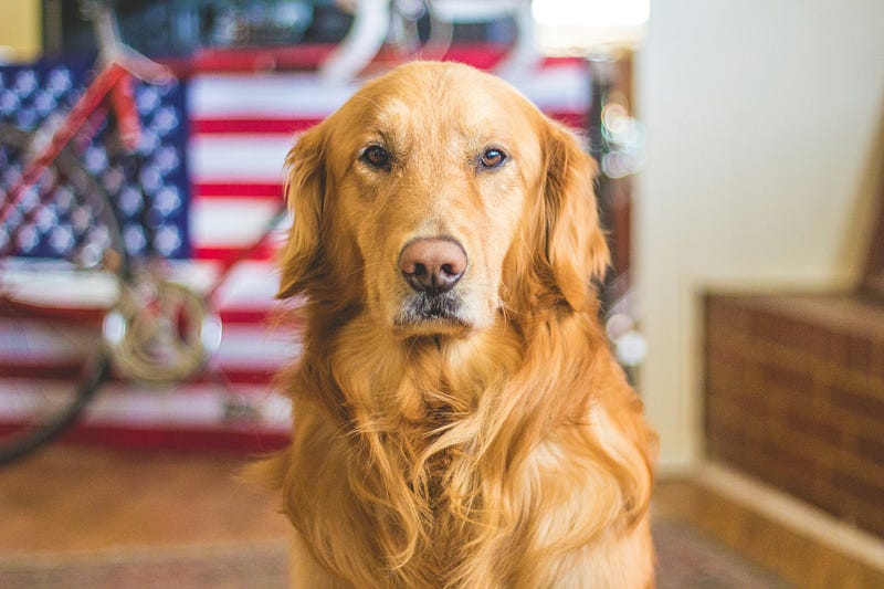 Visuals comparing the visual perception of humans and dogs.