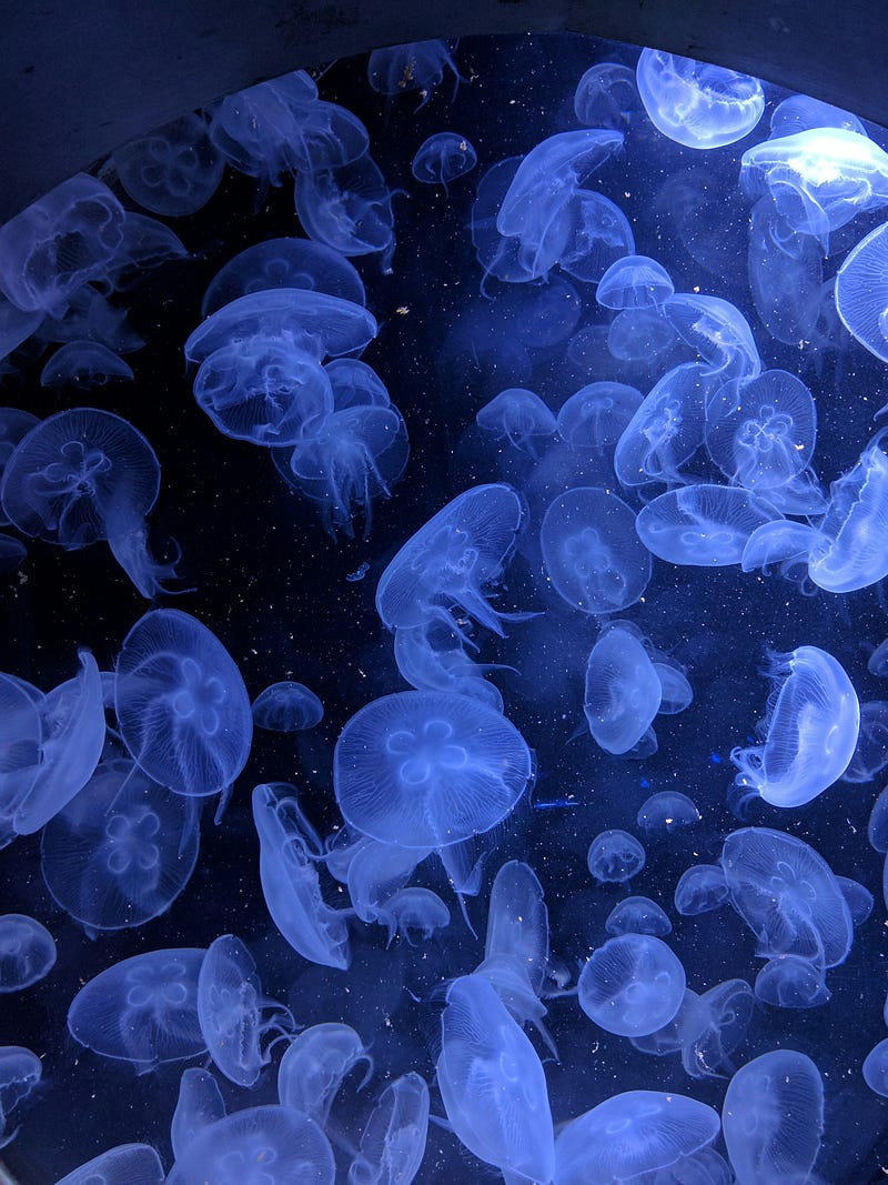 Jellyfish navigating through their aquatic environment