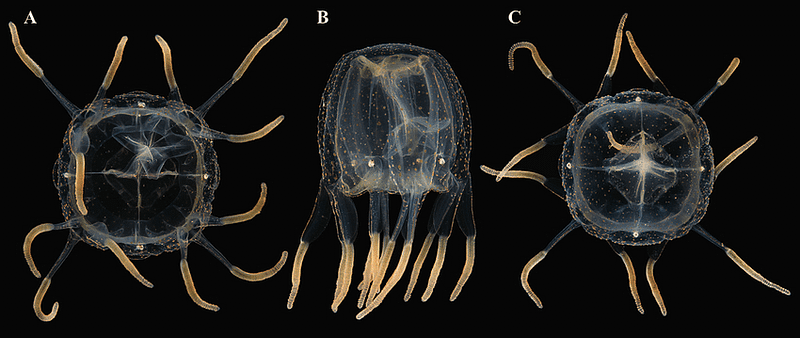 Close-up of a box jellyfish in its natural habitat