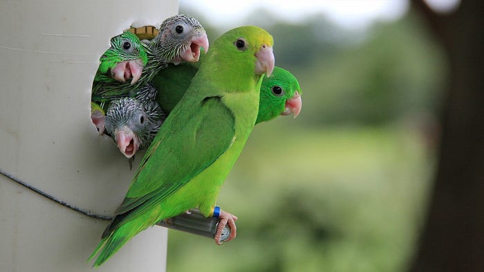 Green-rumped parrotlet in its habitat