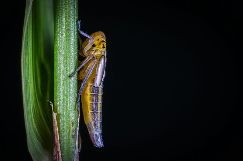 Leafhopper vector of Becurtovirus