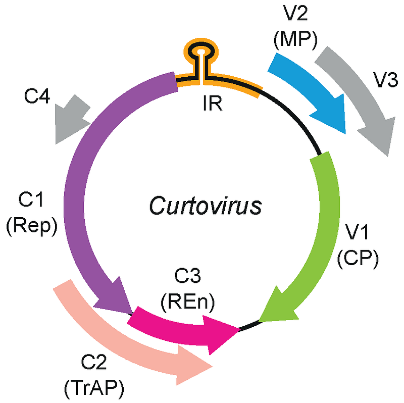 Genome organization of Curtovirus