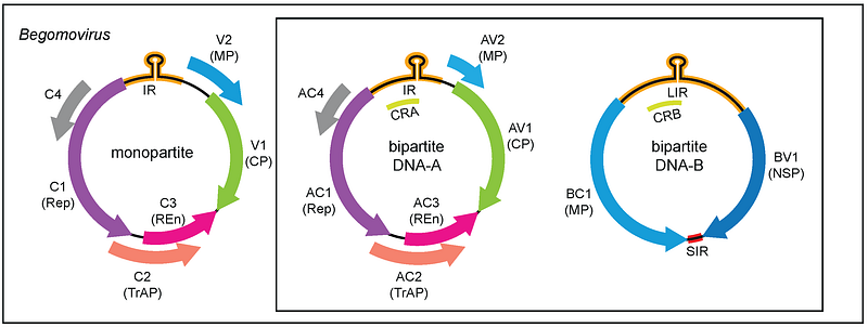 Genome structure of Begomovirus