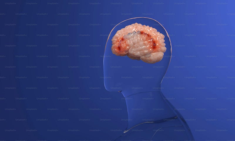 The brain's temporal lobe, a focus in epilepsy research