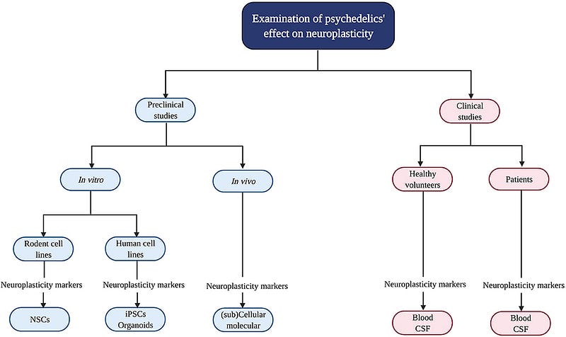 Overview of methods to study neuroplastic effects of psychedelics.