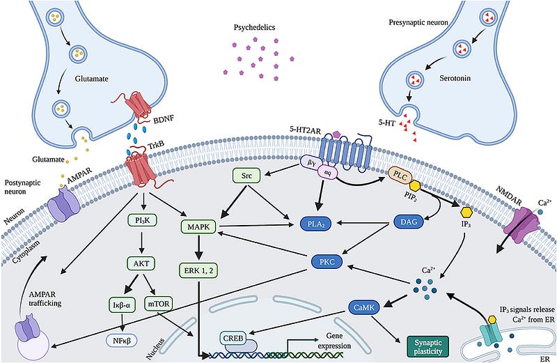 Schematic overview of the intracellular effects of psychedelics.