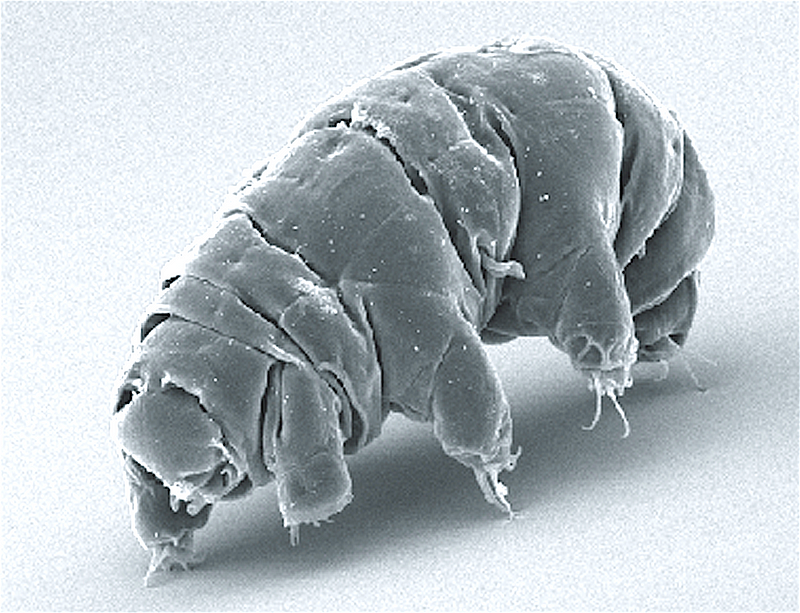 A scanning electron microscope image of a tardigrade.